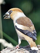 Hawfinch