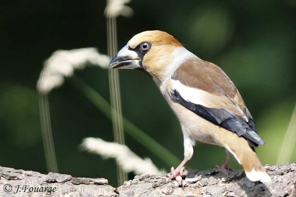 Grosbec casse-noyaux mâle adulte, identification