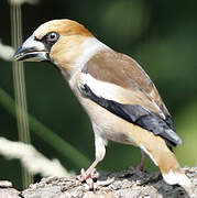 Hawfinch