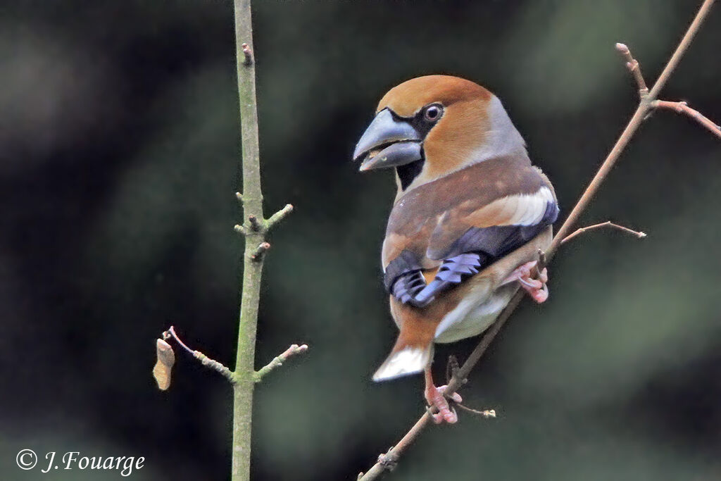 Grosbec casse-noyaux mâle, identification