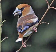 Hawfinch