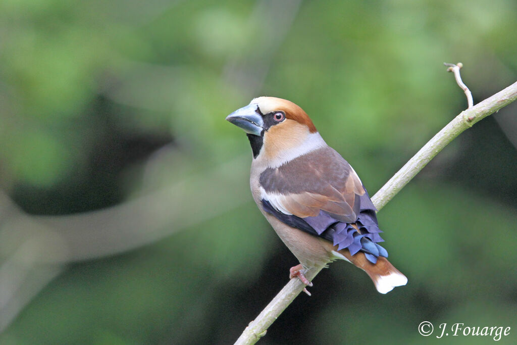 Grosbec casse-noyaux mâle adulte, identification