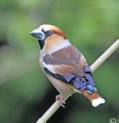 Hawfinch