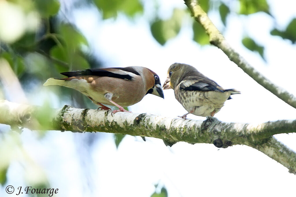 Hawfinch, identification, Behaviour