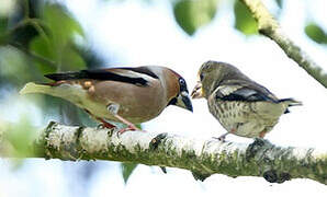 Hawfinch