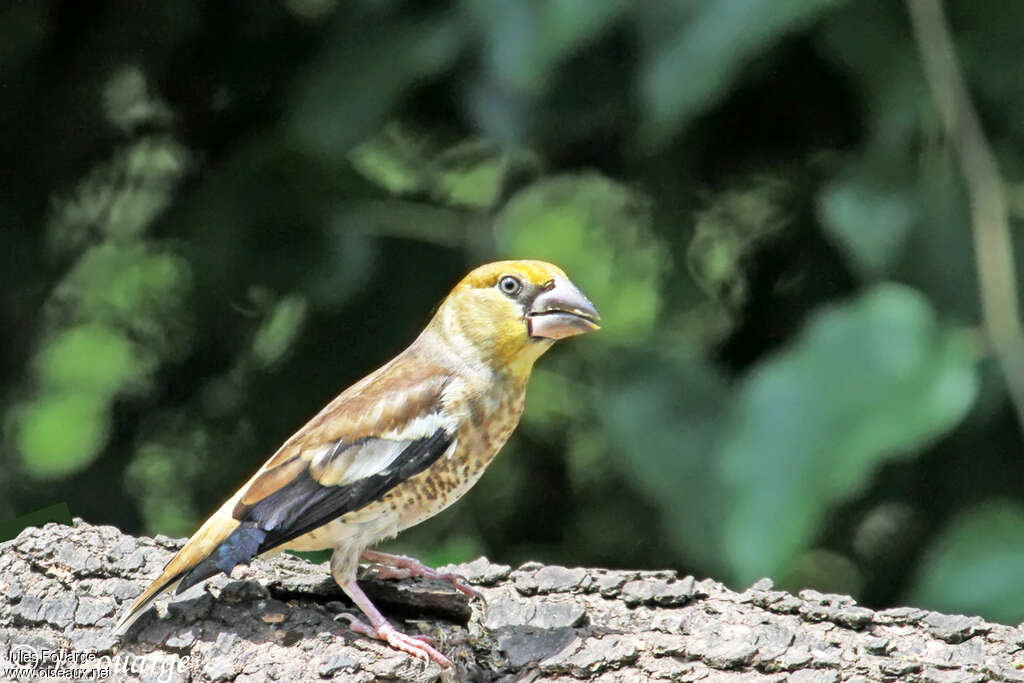 Grosbec casse-noyaux mâle juvénile, identification