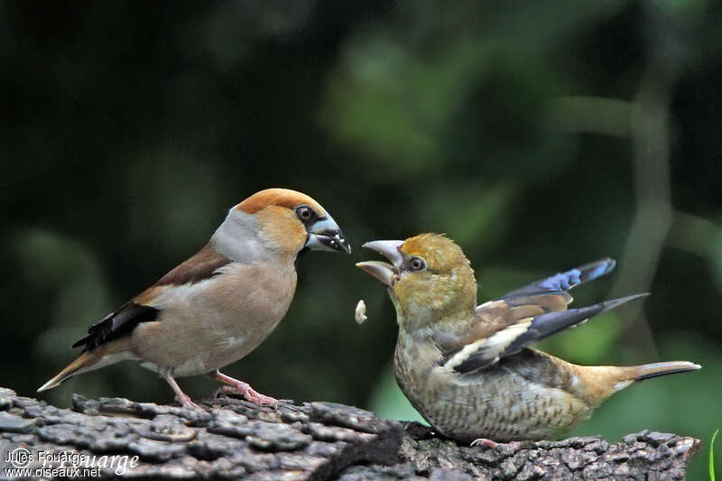 Hawfinch, eats, Reproduction-nesting, Behaviour