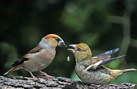 Hawfinch