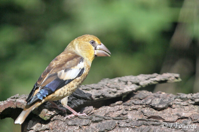 Hawfinch male juvenile, identification, Reproduction-nesting