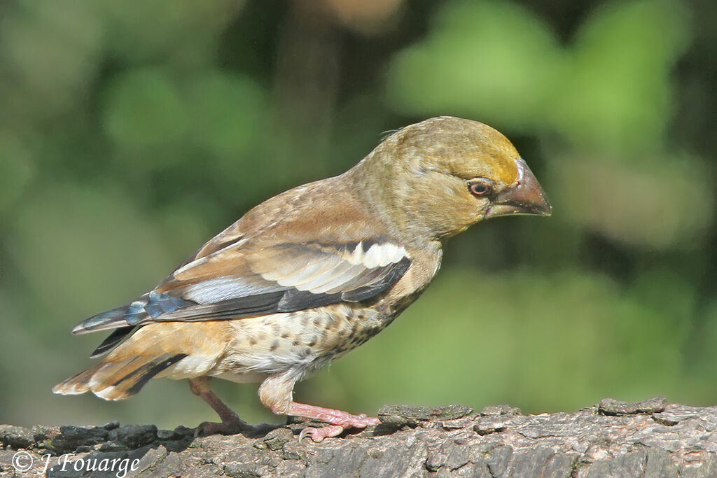 Grosbec casse-noyaux femelle juvénile, identification, Nidification