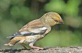 Hawfinch