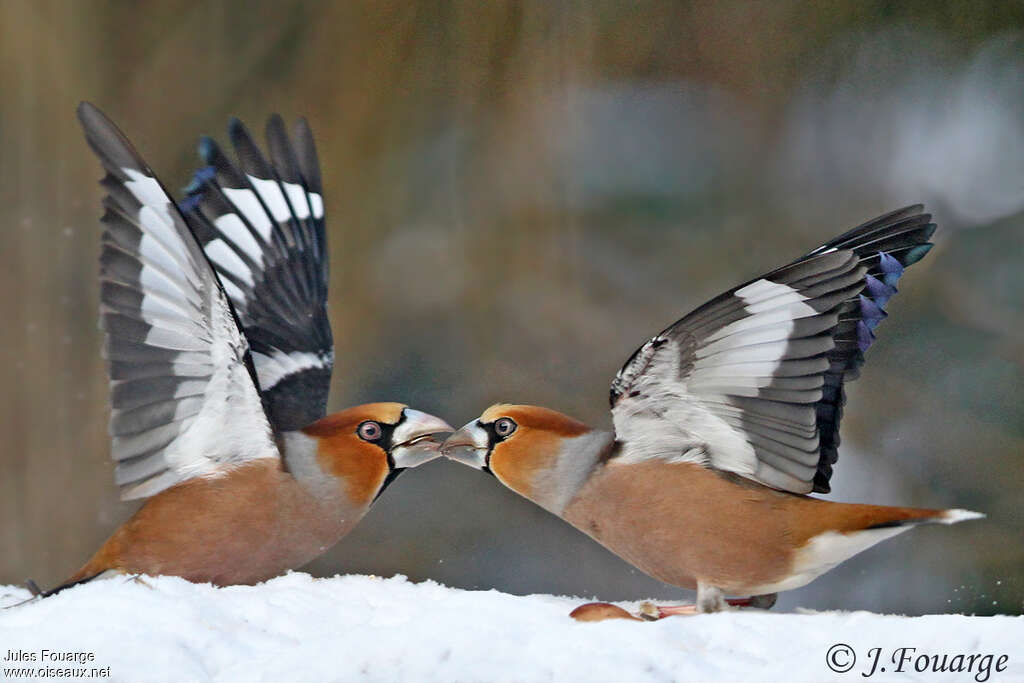 Hawfinch male adult breeding, Behaviour