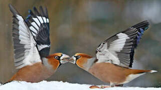 Hawfinch