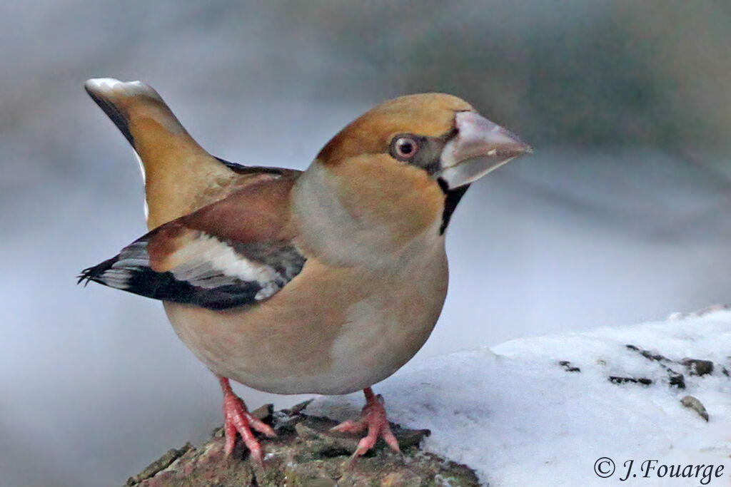 Grosbec casse-noyaux femelle, identification