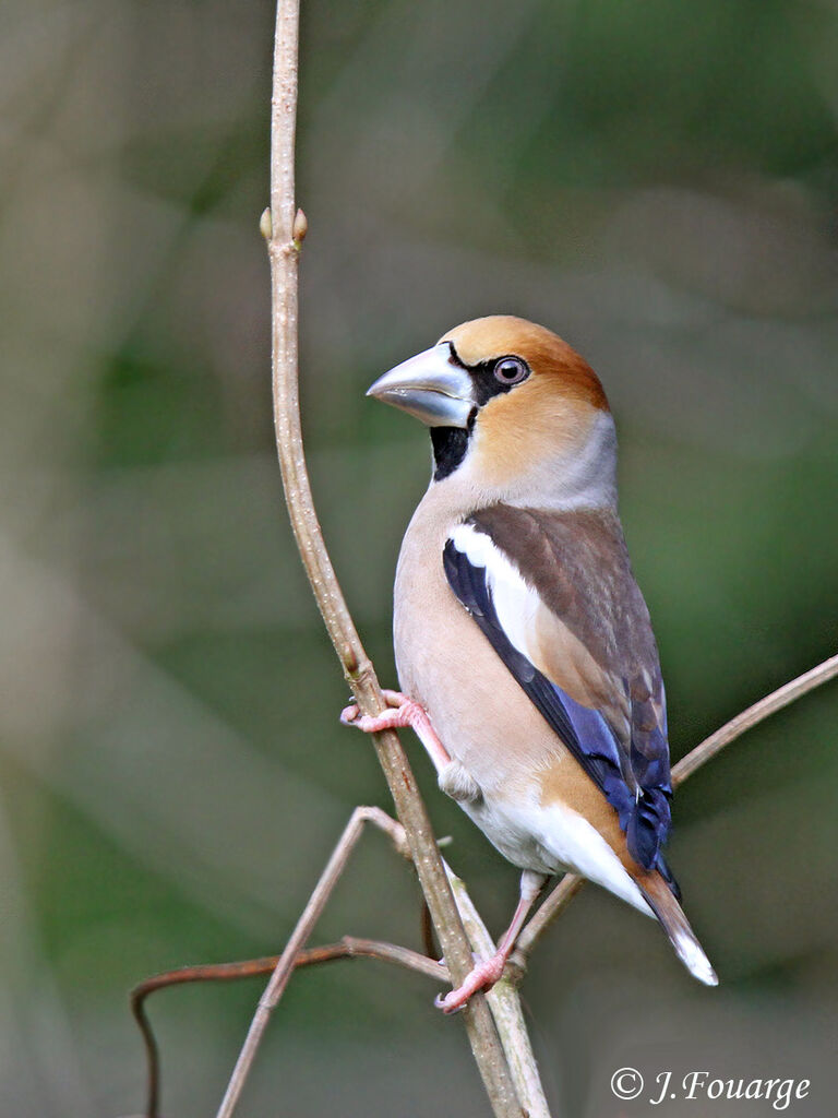 Grosbec casse-noyaux mâle adulte, identification