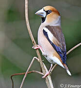 Hawfinch