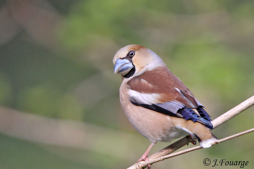 Hawfinch female adult, identification