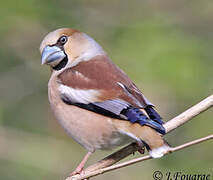 Hawfinch