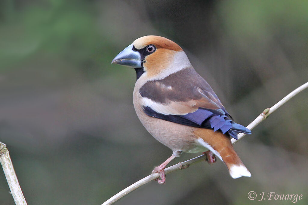 Grosbec casse-noyaux mâle adulte, identification