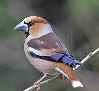 Hawfinch