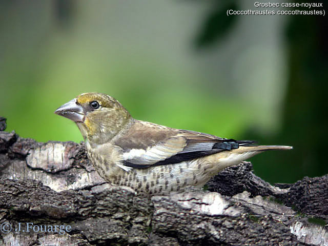 Hawfinch