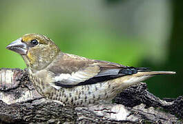 Hawfinch