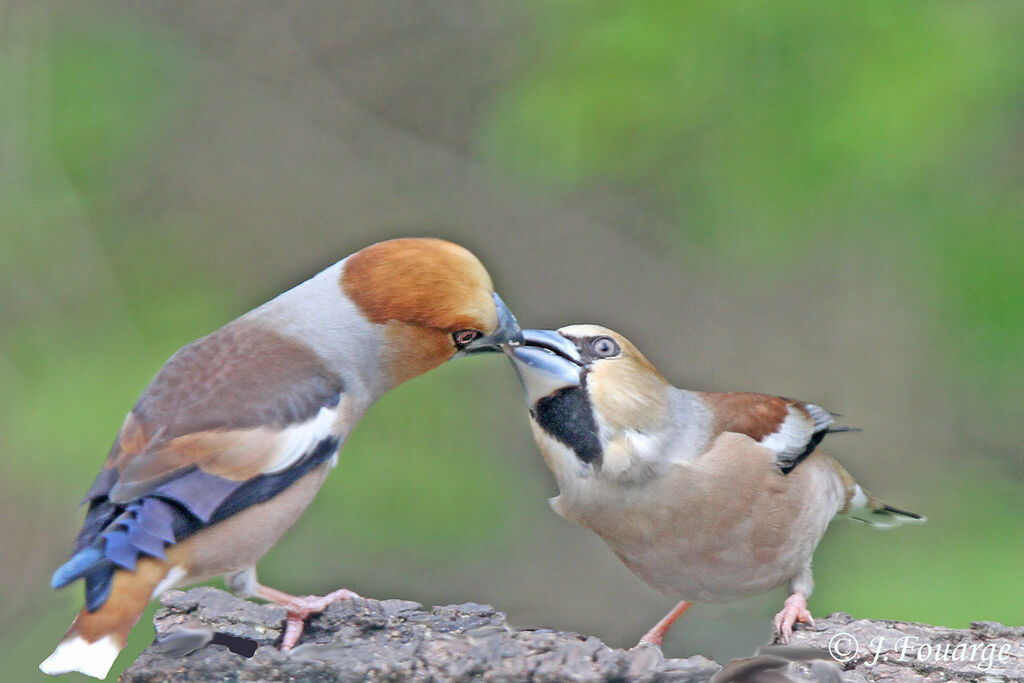 Hawfinch , identification, Behaviour