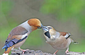 Hawfinch