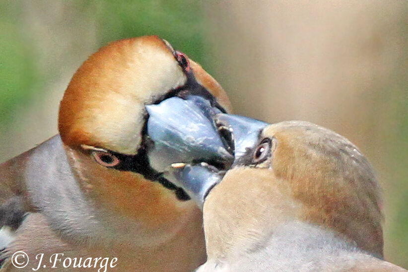 Grosbec casse-noyaux , identification, Comportement