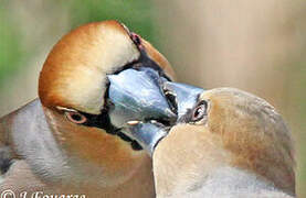 Hawfinch