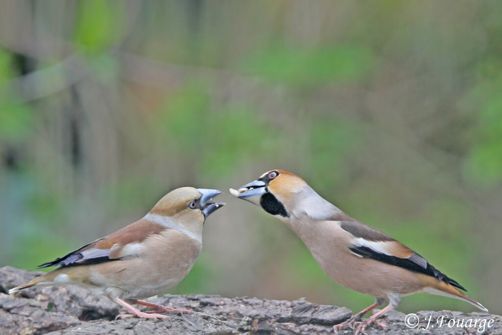 Hawfinch , identification, Behaviour