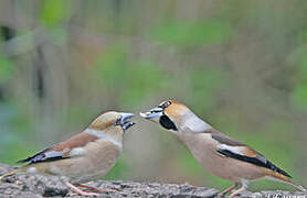 Hawfinch