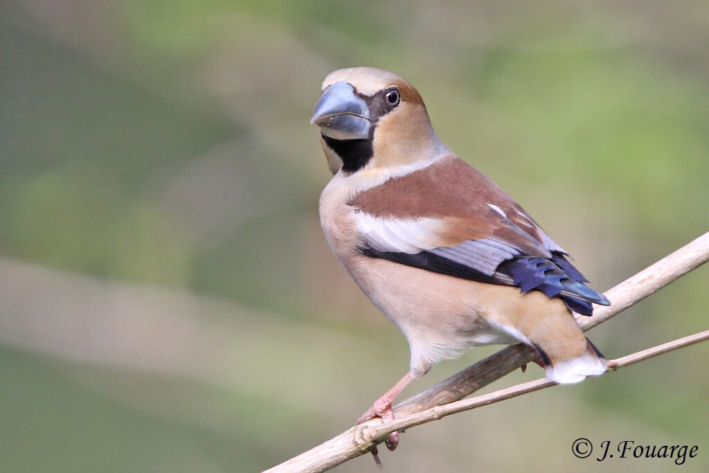 Hawfinch female adult, identification