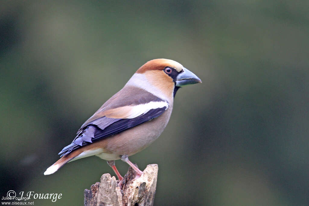 Hawfinch male adult breeding, identification