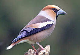 Hawfinch