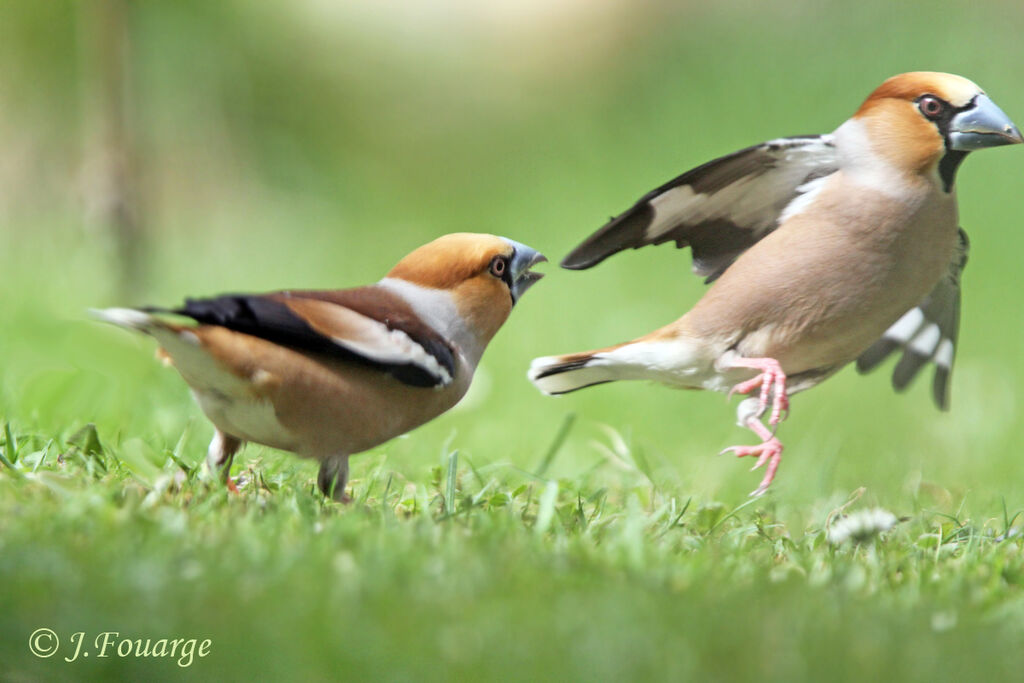 Hawfinch male adult, identification, Behaviour