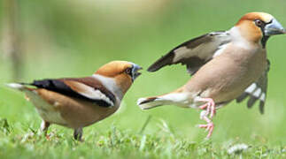 Hawfinch