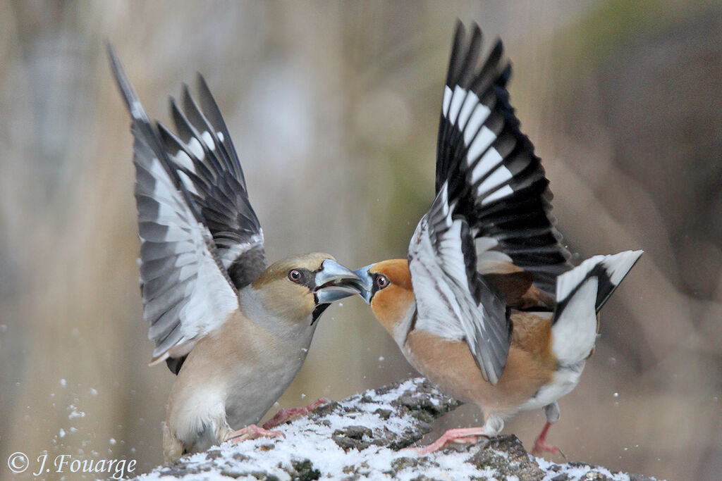 Hawfinch adult, identification, Behaviour