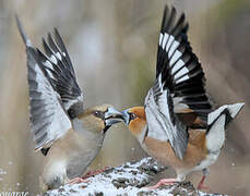 Hawfinch