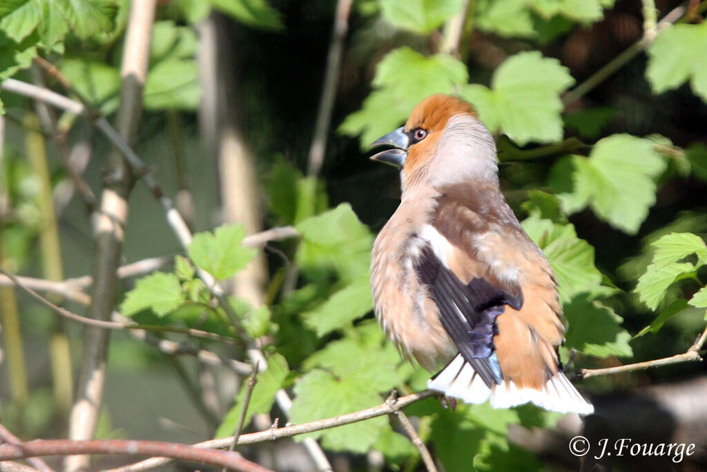 Hawfinch male adult, identification, Behaviour