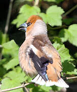 Hawfinch