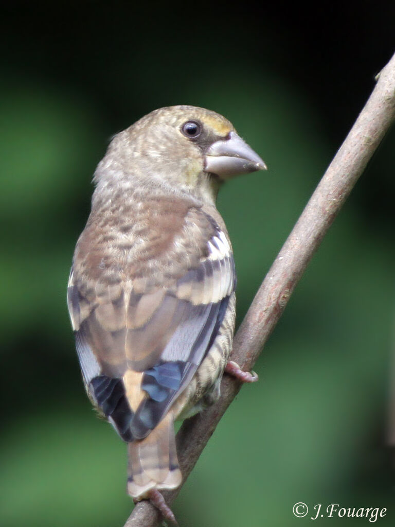 Grosbec casse-noyaux femelle juvénile, identification