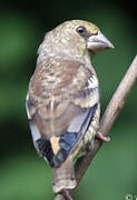 Hawfinch