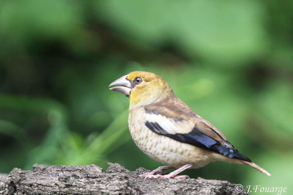 Hawfinch male juvenile