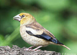 Hawfinch