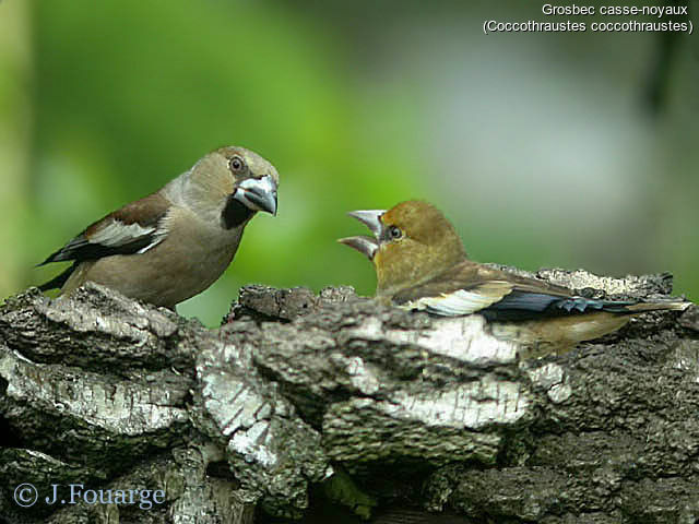 Hawfinch