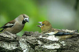 Hawfinch