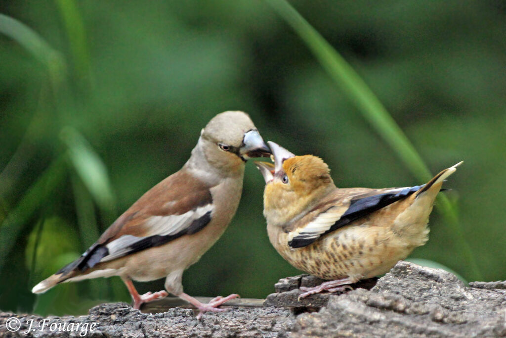 Hawfinch male juvenile, identification, Reproduction-nesting, Behaviour