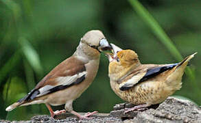 Hawfinch