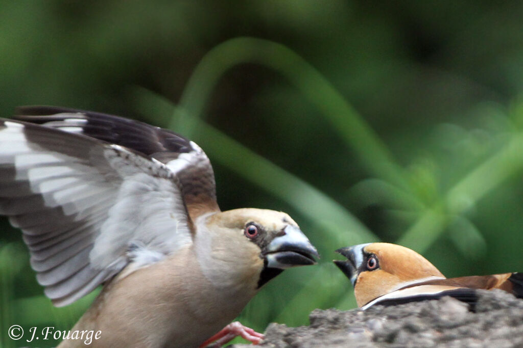 Hawfinch adult, identification, Behaviour